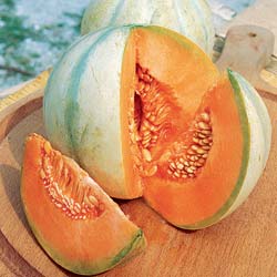 Melon Super précoce du Roc
